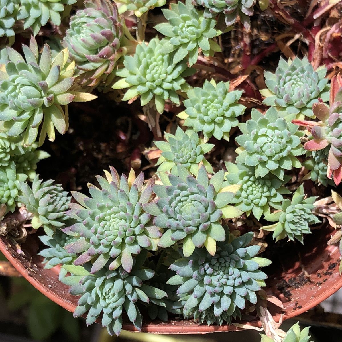 多肉植物 セダム属 シルバーストーン サボテン 売買されたオークション情報 Yahooの商品情報をアーカイブ公開 オークファン Aucfan Com