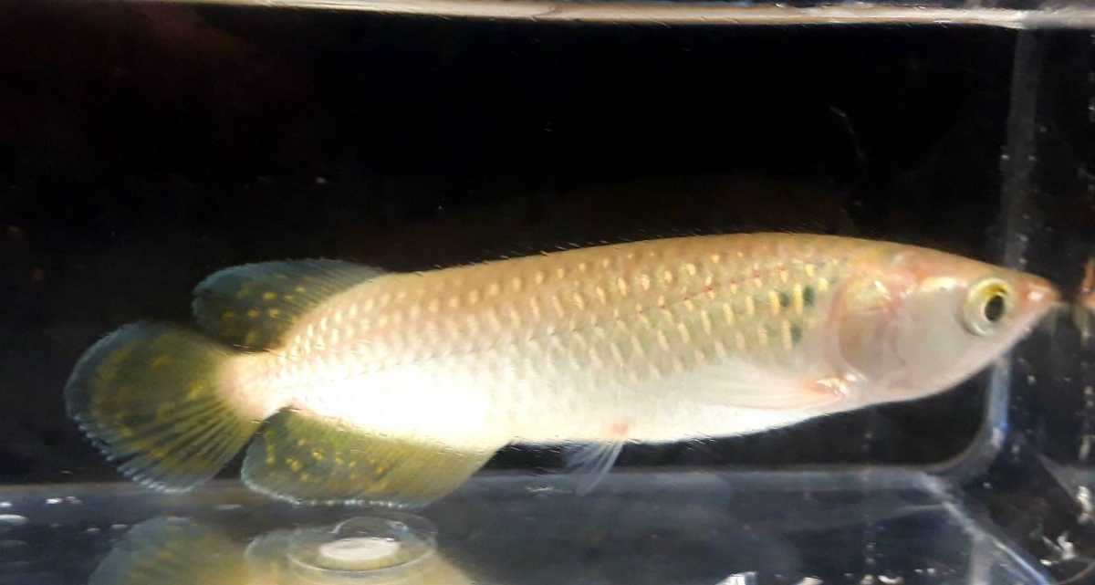 古代魚 ノーザンバラムンディ 12 14cm(淡水魚)｜売買された 