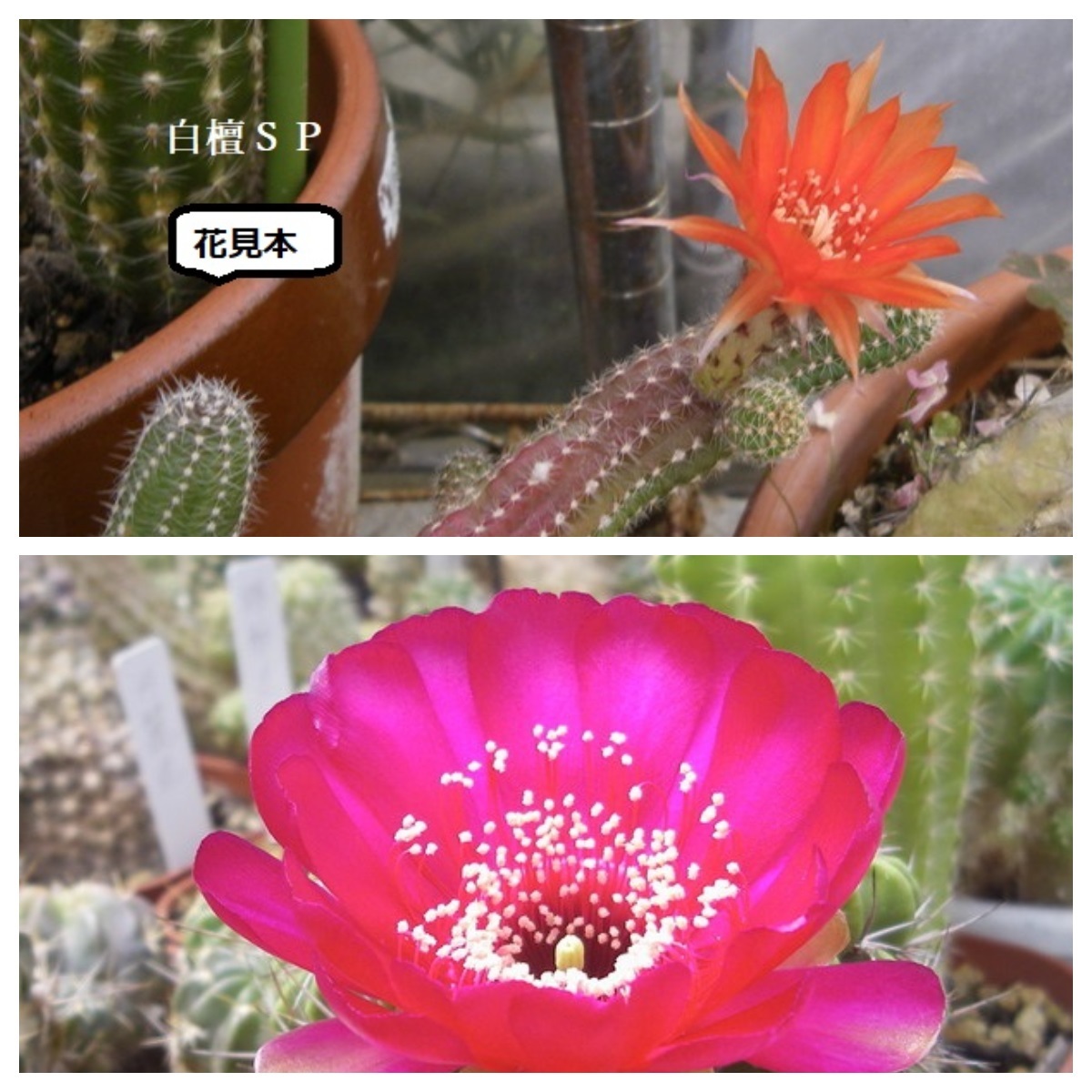 花サボテン 種子１０粒 白檀sp 大花亀甲丸 2 種 売買されたオークション情報 Yahooの商品情報をアーカイブ公開 オークファン Aucfan Com