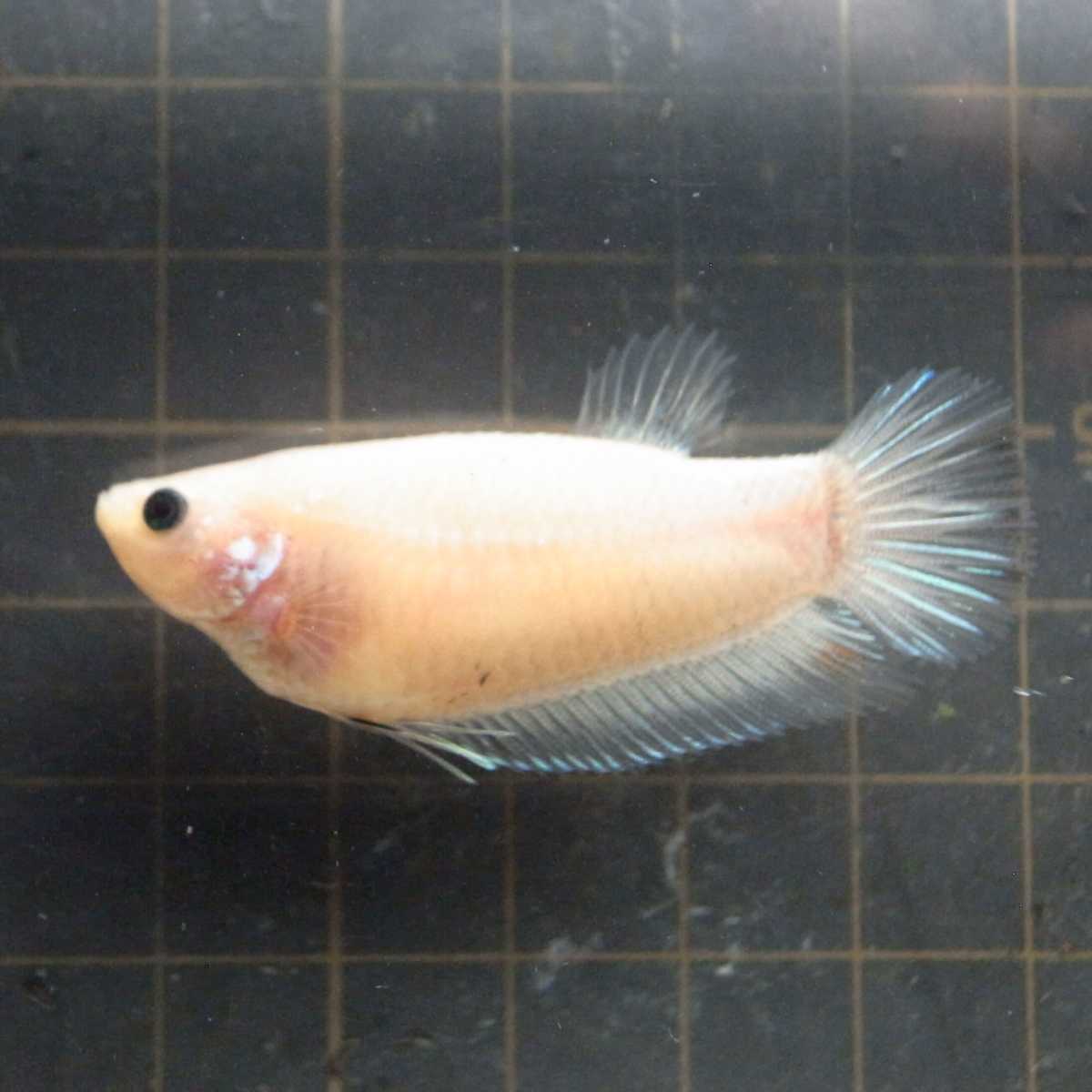 国産ベタ プラカット ファンシー ホワイト 黒目 鯉ベタ メス 21 親画像あり ベタ 売買されたオークション情報 Yahooの商品情報をアーカイブ公開 オークファン Aucfan Com