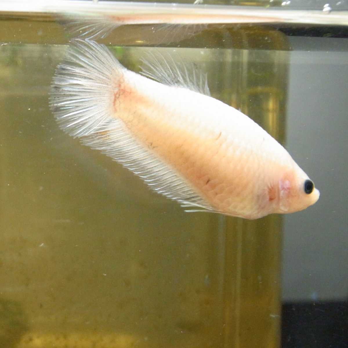 国産ベタ プラカット ファンシー ホワイト 黒目 鯉ベタ メス 21 親画像あり ベタ 売買されたオークション情報 Yahooの商品情報をアーカイブ公開 オークファン Aucfan Com