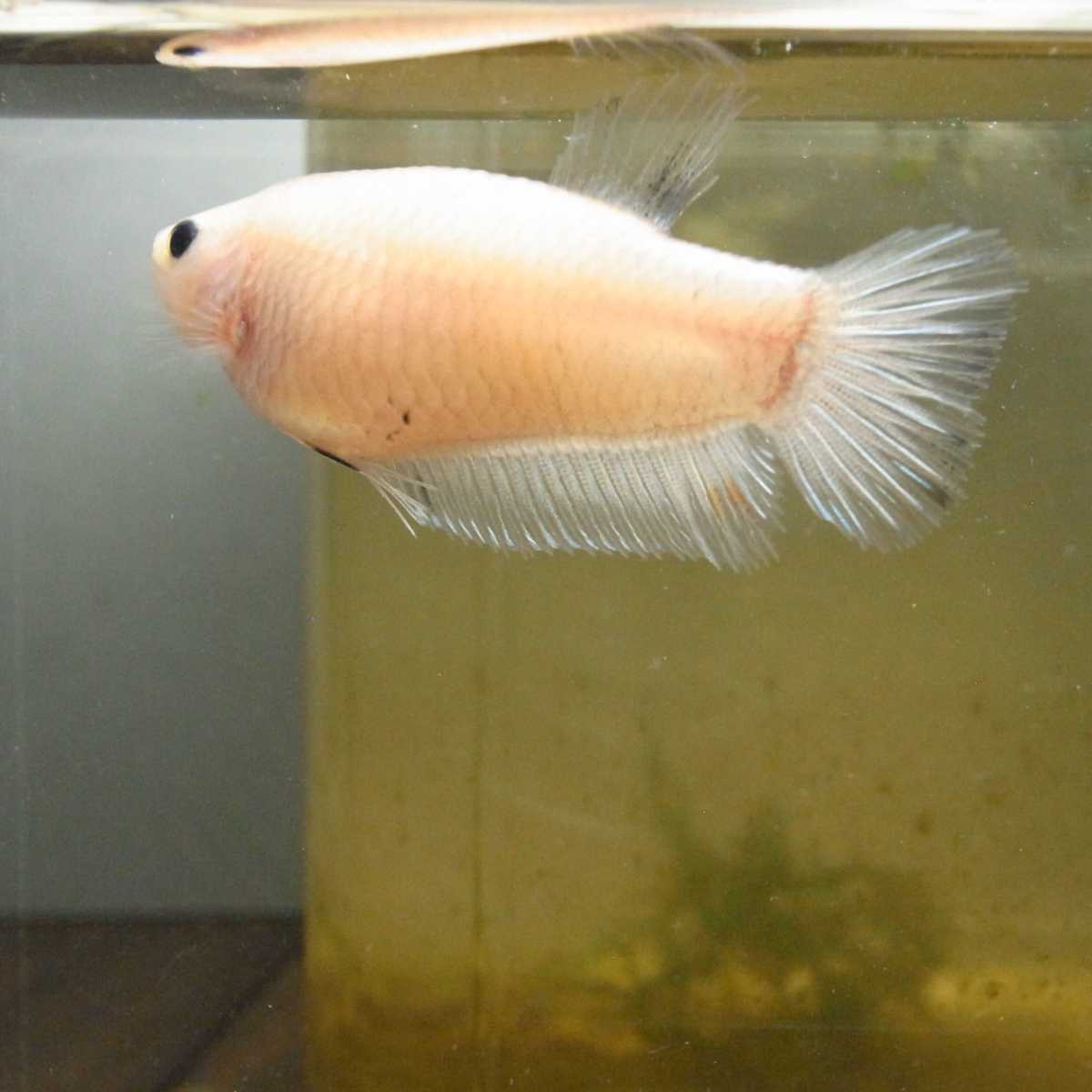 国産ベタ プラカット ファンシー ホワイト 黒目 鯉ベタ メス 21 親画像あり ベタ 売買されたオークション情報 Yahooの商品情報をアーカイブ公開 オークファン Aucfan Com