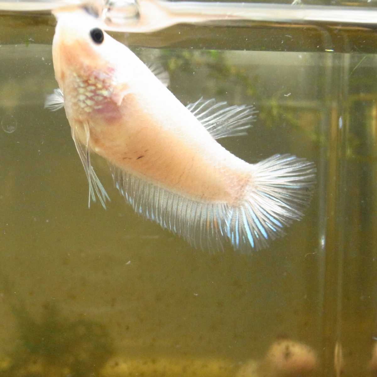 国産ベタ プラカット ファンシー ホワイト 黒目 鯉ベタ メス 21 親画像あり ベタ 売買されたオークション情報 Yahooの商品情報をアーカイブ公開 オークファン Aucfan Com