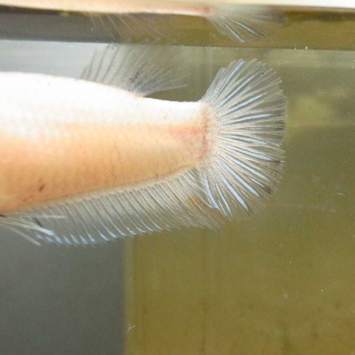 国産ベタ プラカット ファンシー ホワイト 黒目 鯉ベタ メス 21 親画像あり ベタ 売買されたオークション情報 Yahooの商品情報をアーカイブ公開 オークファン Aucfan Com