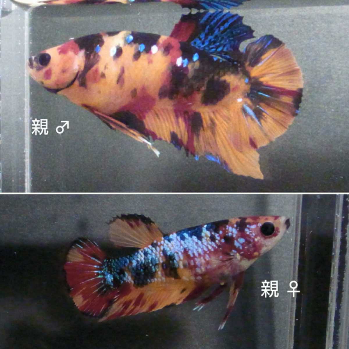 国産ベタ プラカット ファンシー ホワイト 黒目 鯉ベタ メス 21 親画像あり ベタ 売買されたオークション情報 Yahooの商品情報をアーカイブ公開 オークファン Aucfan Com