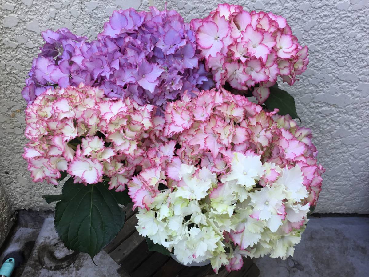 アジサイ マジカルカラードリーム 21年 種 剪定済み アジサイ 売買されたオークション情報 Yahooの商品情報をアーカイブ公開 オークファン Aucfan Com