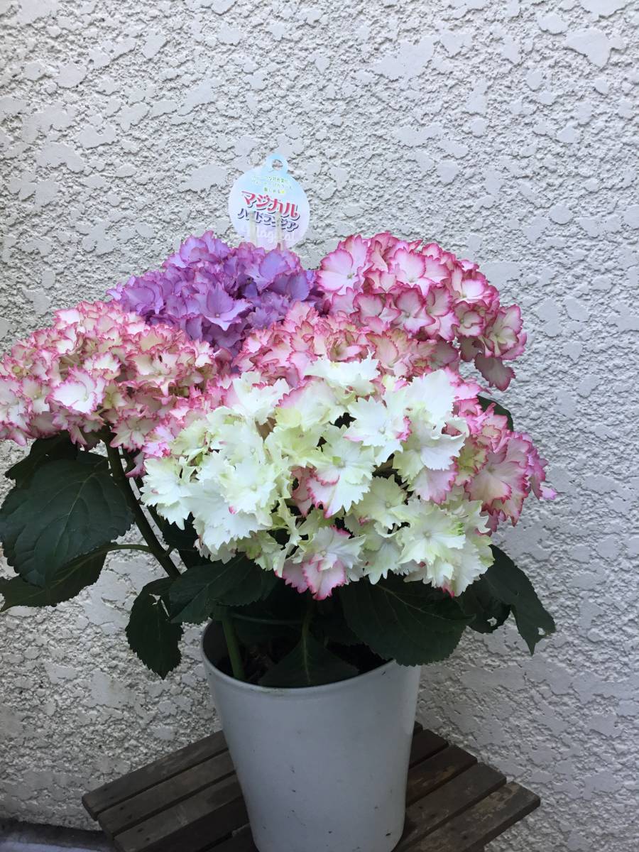 アジサイ マジカルカラードリーム 21年 種 剪定済み アジサイ 売買されたオークション情報 Yahooの商品情報をアーカイブ公開 オークファン Aucfan Com
