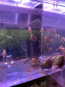 オトシンネグロの平均価格は4 303円 ヤフオク 等のオトシンネグロのオークション売買情報は40件が掲載されています