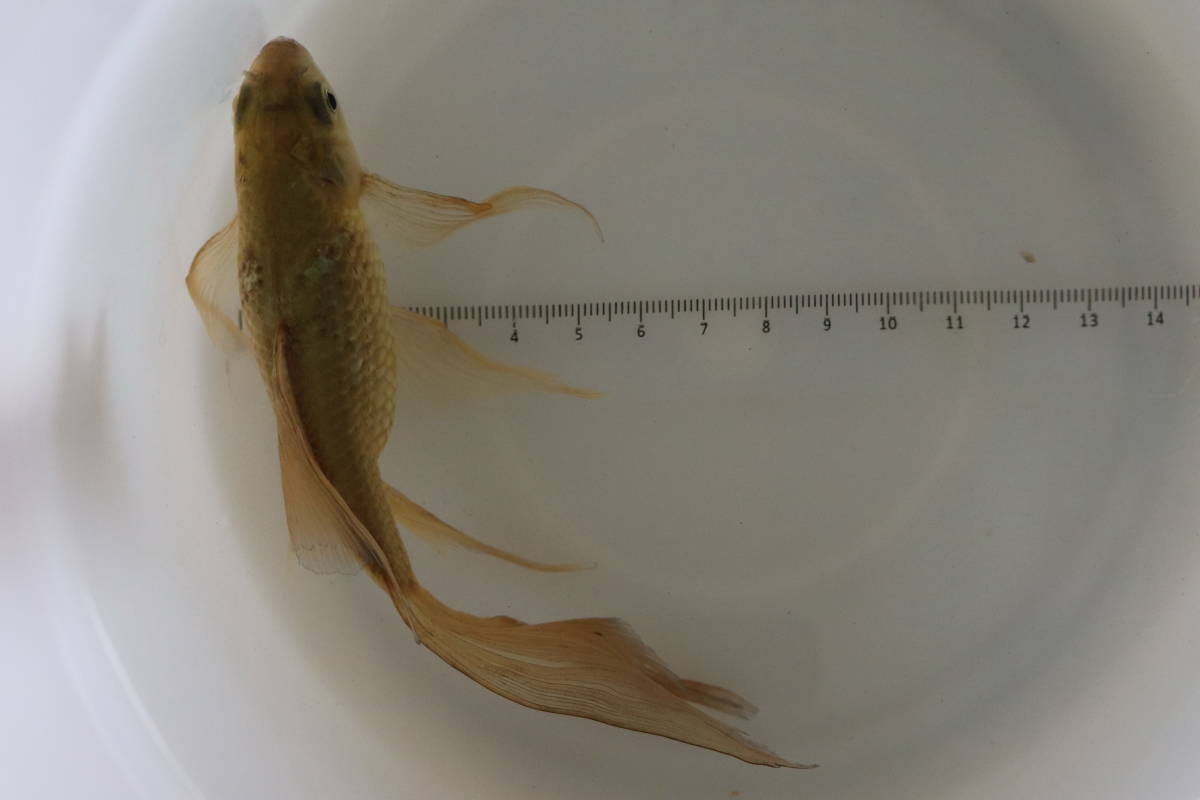 【伊達めだか 】鉄魚（テツギョ）メス１匹（羽衣系）　