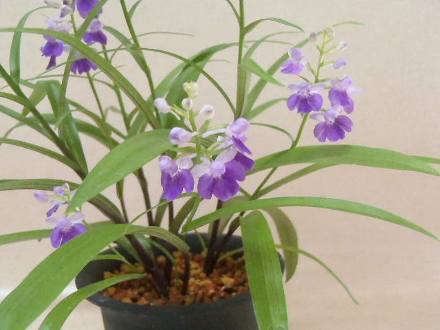 花園園芸 Aw９ 自然種 アワチドリ 登録花 銘品 満月 株立ち アワチドリ あわちどり 安房千鳥 ウチョウラン 古典植物 山野草 観葉植物 ラン 売買されたオークション情報 Yahooの商品情報をアーカイブ公開 オークファン Aucfan Com