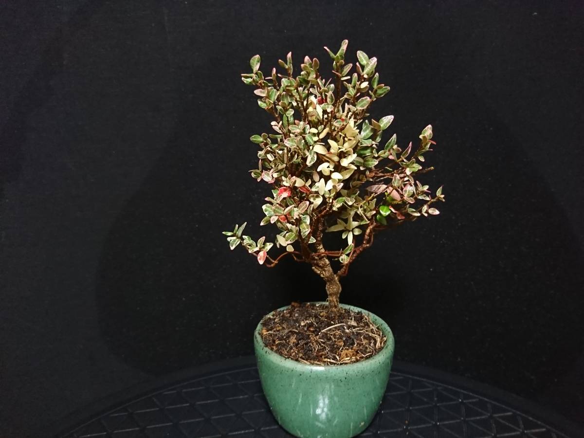 豊富な，爆買い 【ビャクシン】斑入縮緬葛／フイリチリメンカズラ 小品 