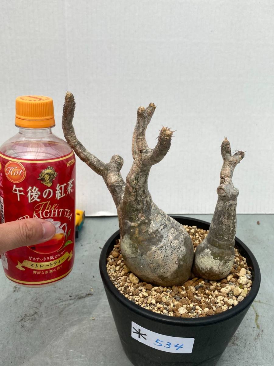 パキポディウム グラキリス 現地球 発根済み 現09 パキポディウム
