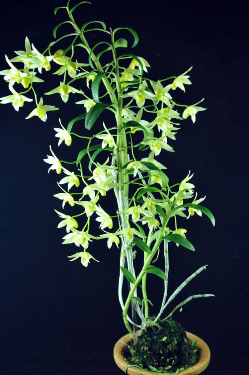 キバナノセッコク 太軸 B ウラシマソウ セッコク フウラン 富貴蘭 寒蘭 山野草 春蘭 着生蘭 Sale 72 Off B