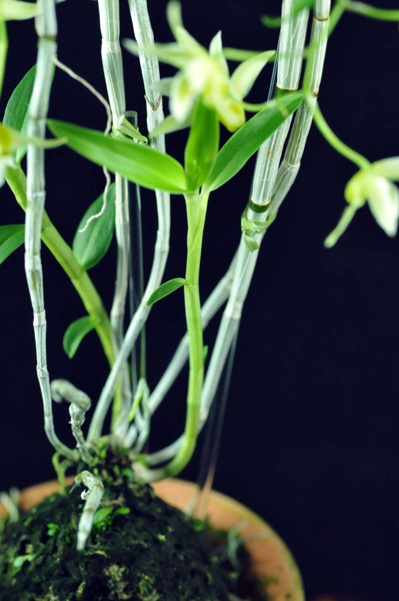 キバナノセッコク素心 雪丸の親 富貴蘭 長生蘭 野生ラン セッコク 山野草 ラン 売買されたオークション情報 Yahooの商品情報をアーカイブ公開 オークファン Aucfan Com