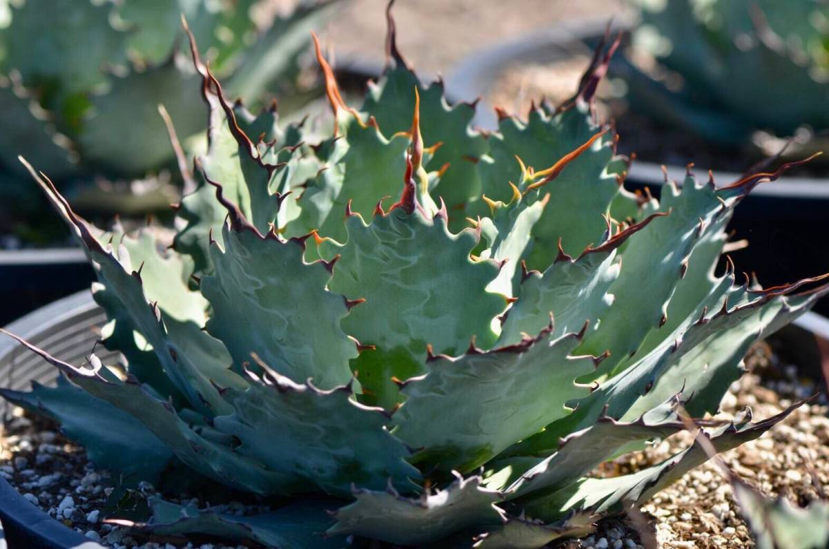 アガベ ポタトラム 'チェリースウィーズル' (Agave potatorum 'Cherry