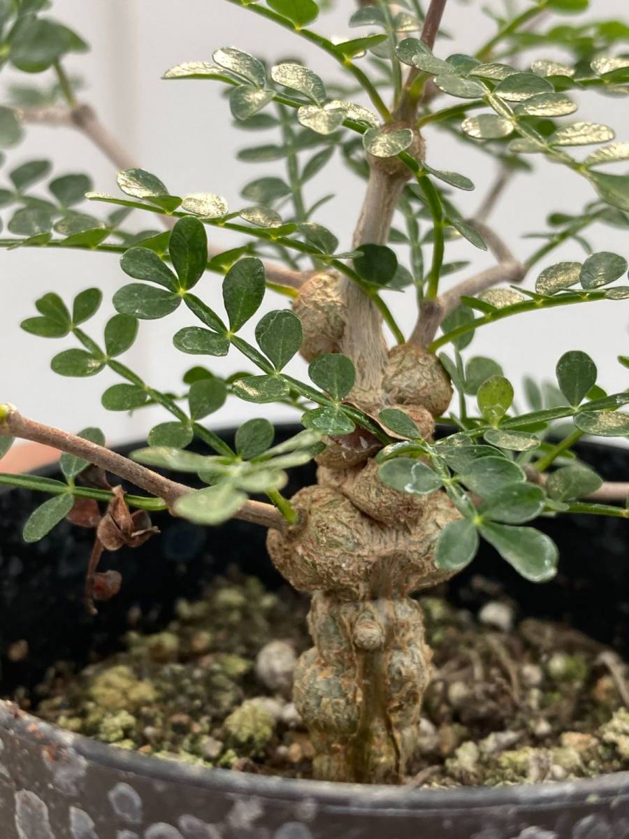 417 【塊根植物・実生】オペルクリカリア パキプス【2年株・種から発芽