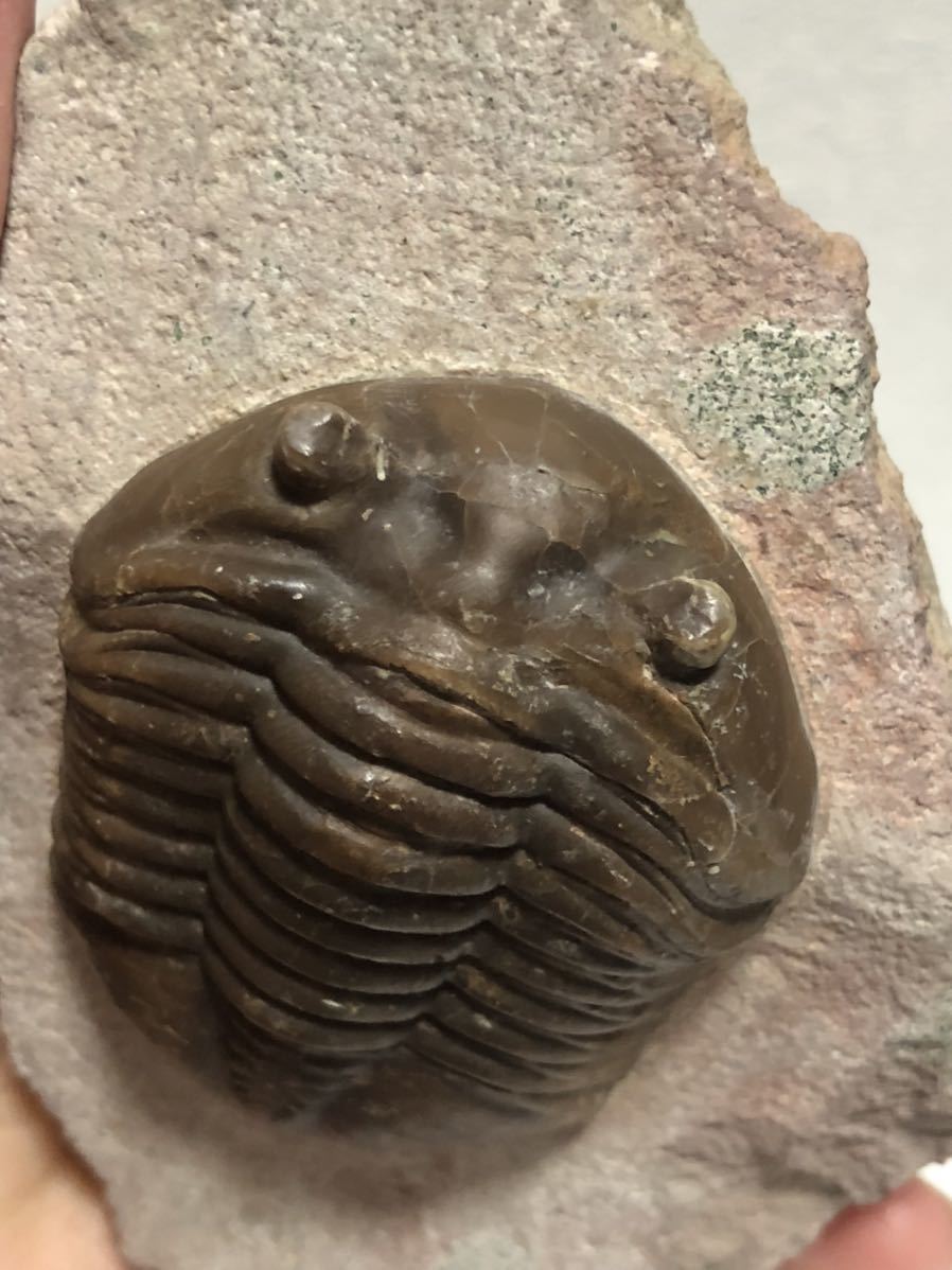 三葉虫アサフスAsaphus #化石標本 三葉虫アサフスAsaphus #化石標本 三
