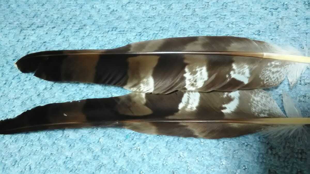 Am 縞模様 尾羽根 翼 綺麗 素材 矢羽 フライ 弓道 売買されたオークション情報 Yahooの商品情報をアーカイブ公開 オークファン Aucfan Com