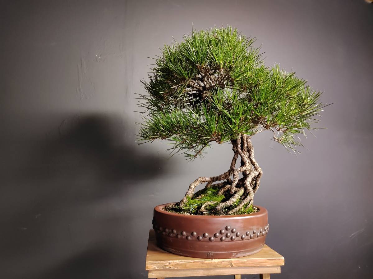 根上がりの黒松盆栽の盆栽を販売｜入門は盆栽妙 : 盆栽妙