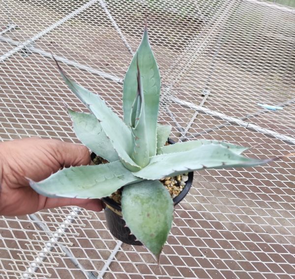 B's#G002 Agave ovatifolia アガベ オバティフォリア Agave ovatifolia