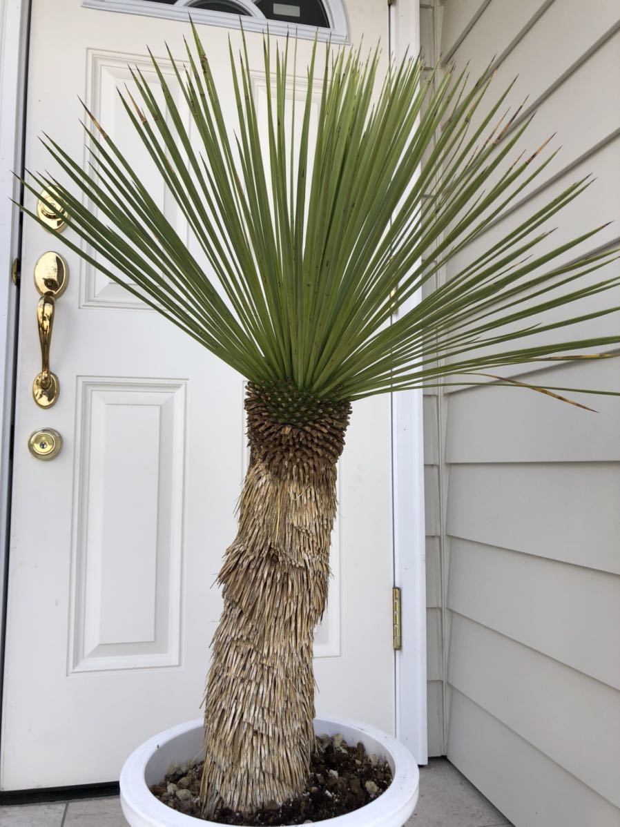ユッカ リネアリフォリア (か) 曲がり、子株6コ付き ユッカ リネアリフォリア 曲がり株 レア Yucca 曲がり 厳選株 地植え