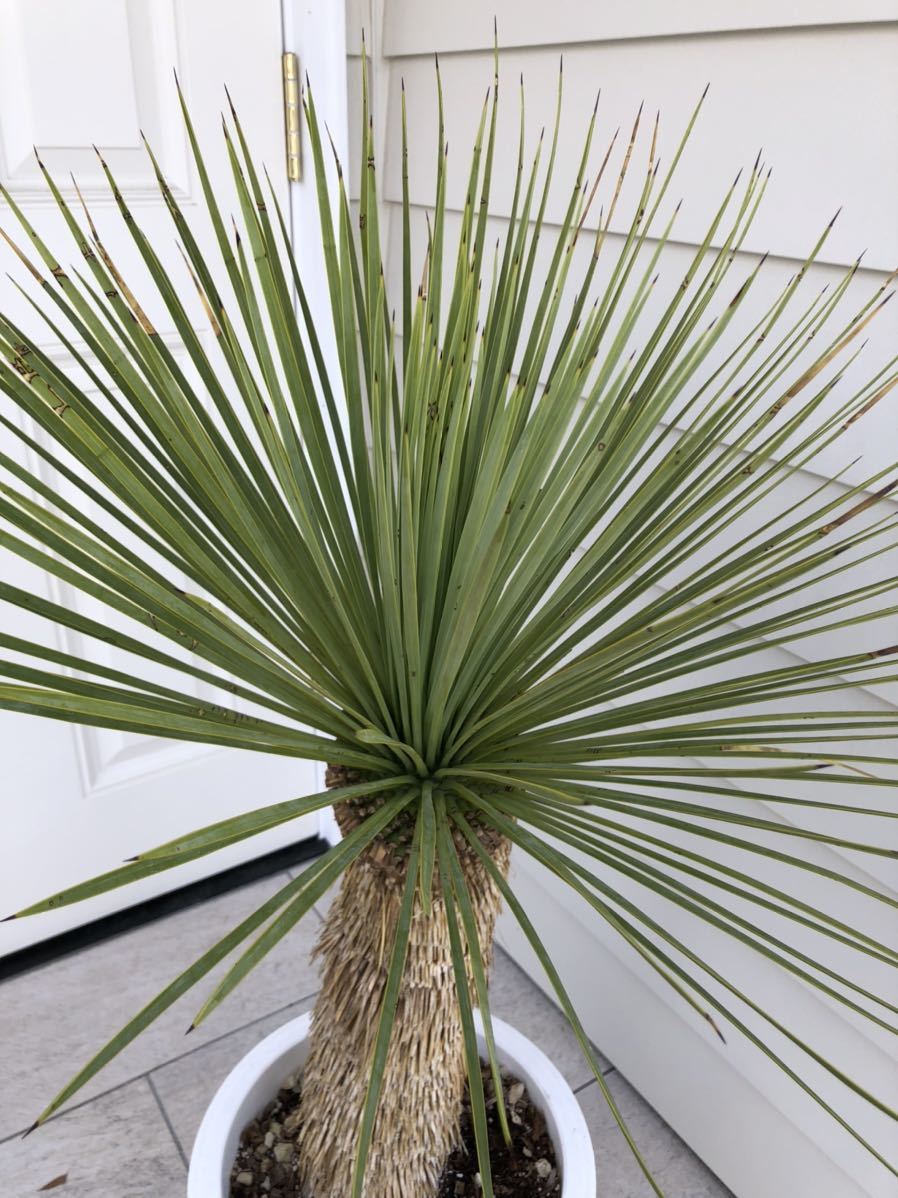 ユッカ リネアリフォリア 曲がり株 レア Yucca 曲がり 厳選株 地植え
