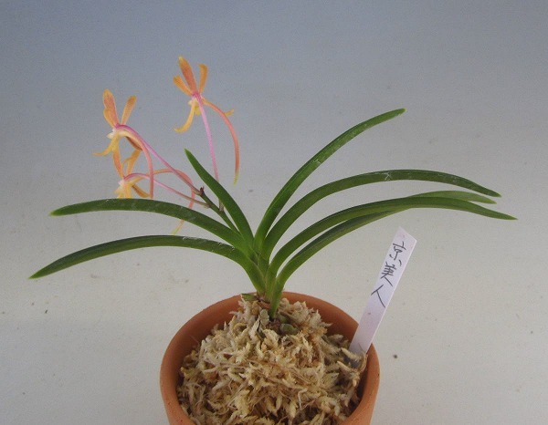 キバナノセッコク 「阿修羅」 富貴蘭 セッコク 万年青 山野草 Yahoo