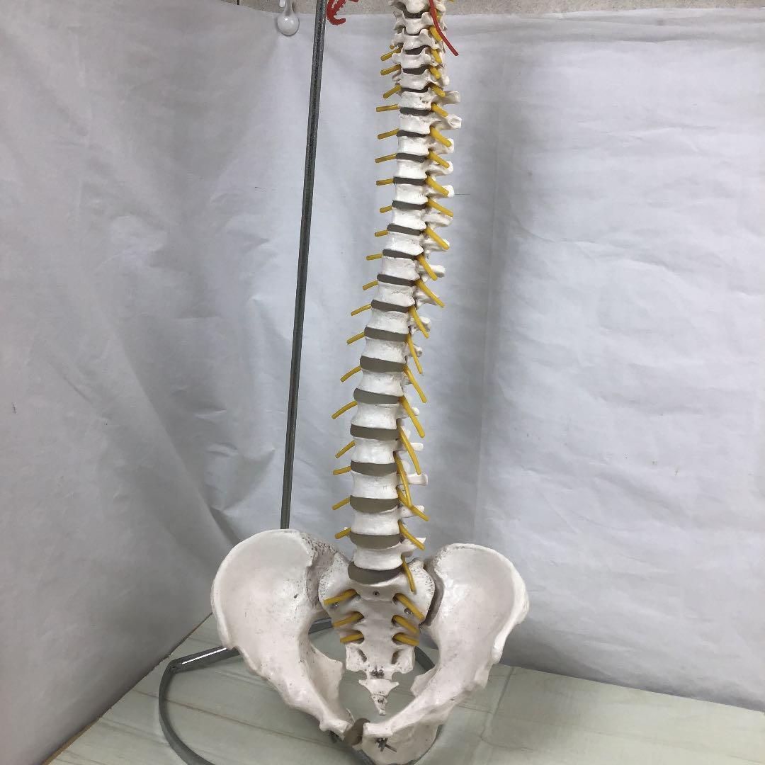 人体模型 骨格標本 スタンド付き 脊柱模型 カイロ 整体 整骨院 