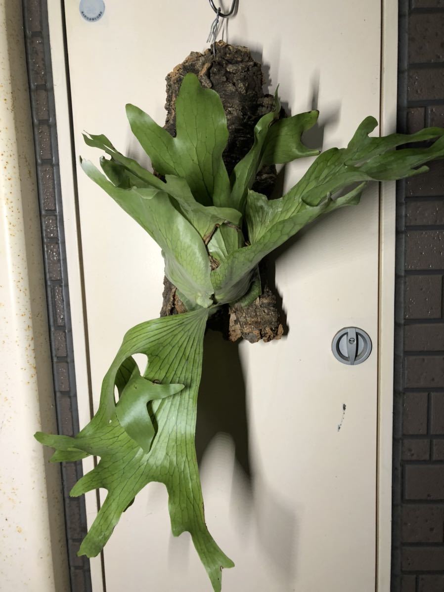 ビカクシダ ワリチー wallichii P. x | 観葉植物 5号 日本ライン花木
