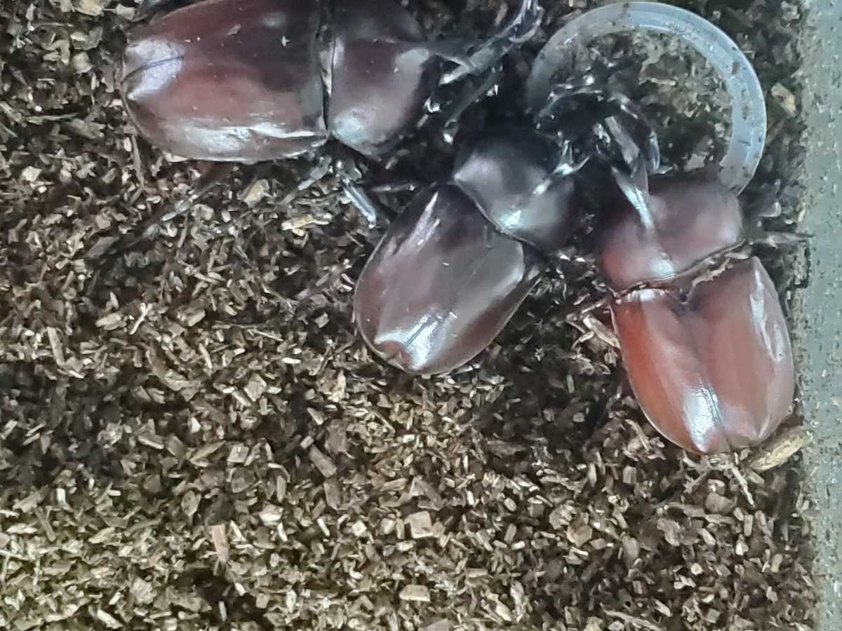 自然採取　カブトムシ　オス11匹メス4匹　ノコギリクワガタオス13メス6匹　ミヤマクワガタオス2匹メス1匹　コクワオス3メス1合計41匹