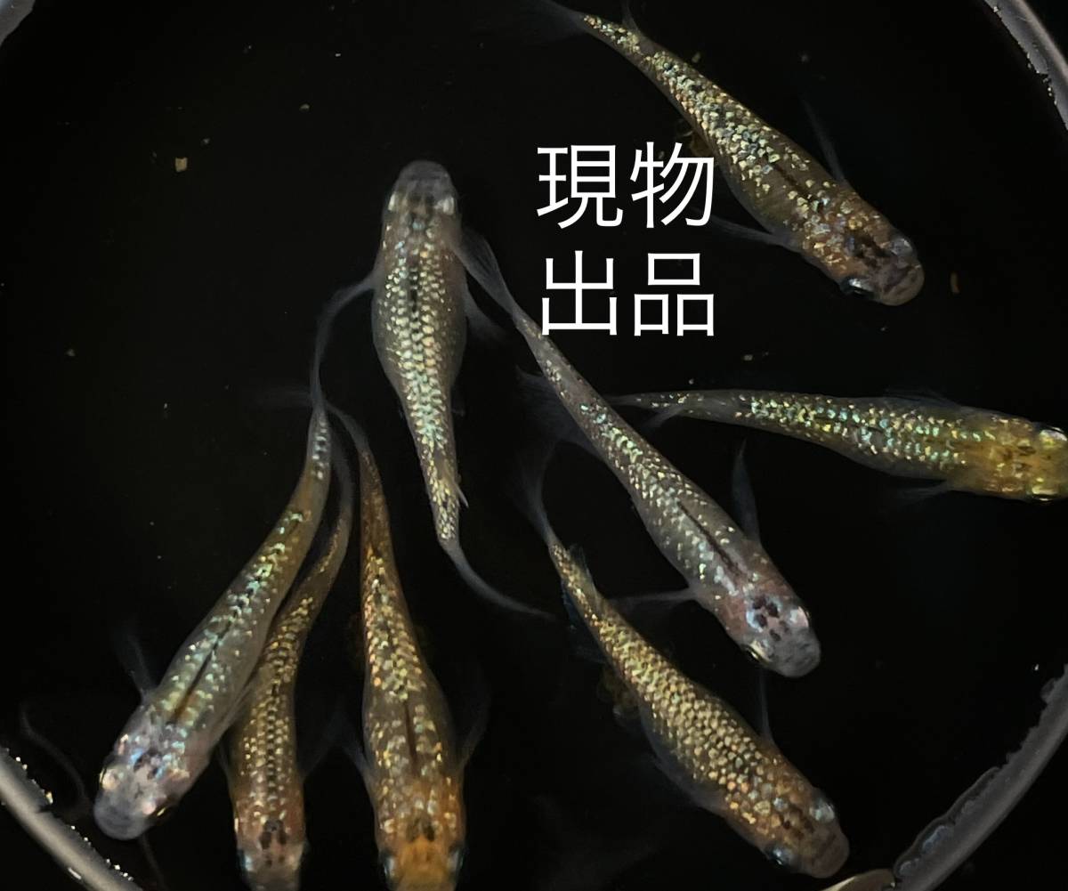 忘却の翼　成魚　若魚　めだか　メダカ　4ペア　8匹　♂4匹♀4匹 　固定率_1