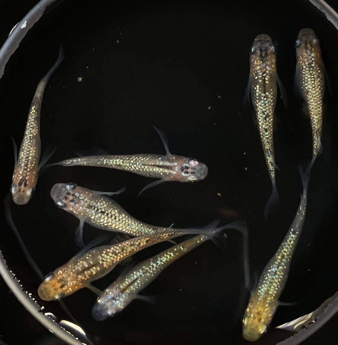 忘却の翼　成魚　若魚　めだか　メダカ　4ペア　8匹　♂4匹♀4匹 　固定率_2