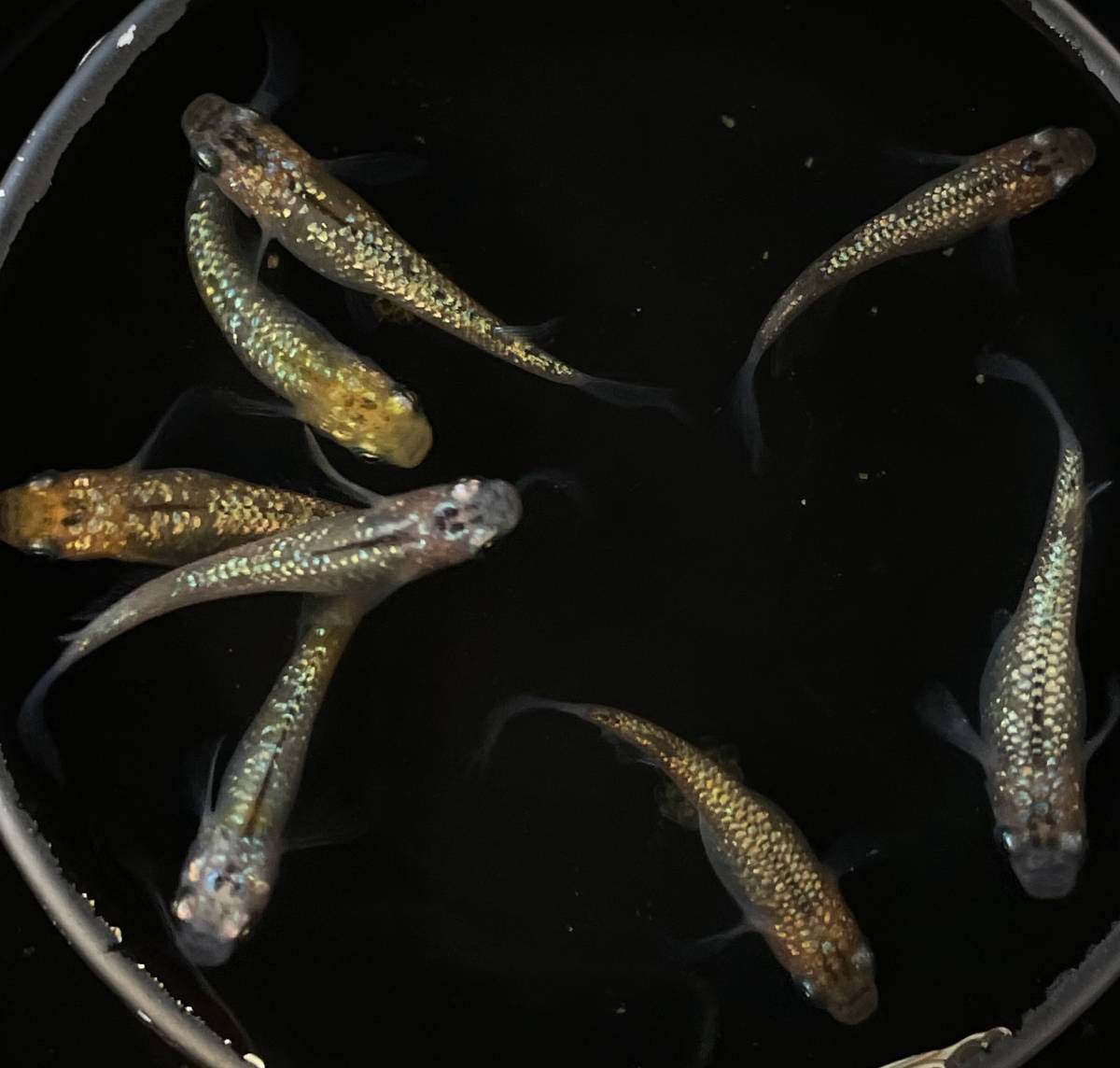 忘却の翼　成魚　若魚　めだか　メダカ　4ペア　8匹　♂4匹♀4匹 　固定率_3