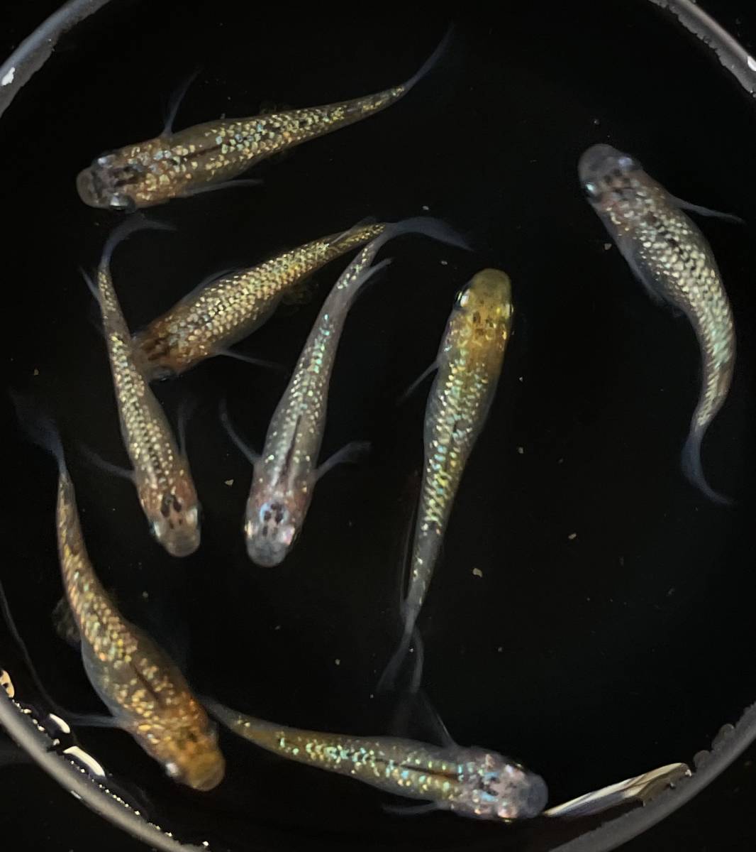 忘却の翼　成魚　若魚　めだか　メダカ　4ペア　8匹　♂4匹♀4匹 　固定率_4