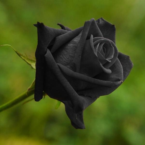 黒 ローズ 3 種子 Black Roses 種 売買されたオークション情報 Yahooの商品情報をアーカイブ公開 オークファン Aucfan Com