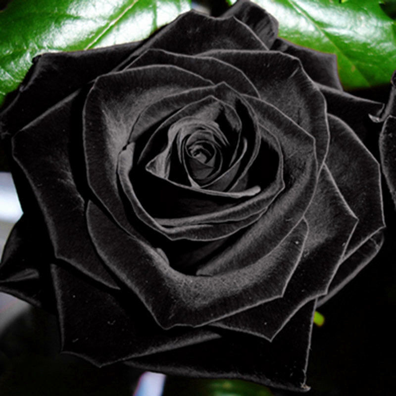 黒 ローズ 3 種子 Black Roses 種 売買されたオークション情報 Yahooの商品情報をアーカイブ公開 オークファン Aucfan Com