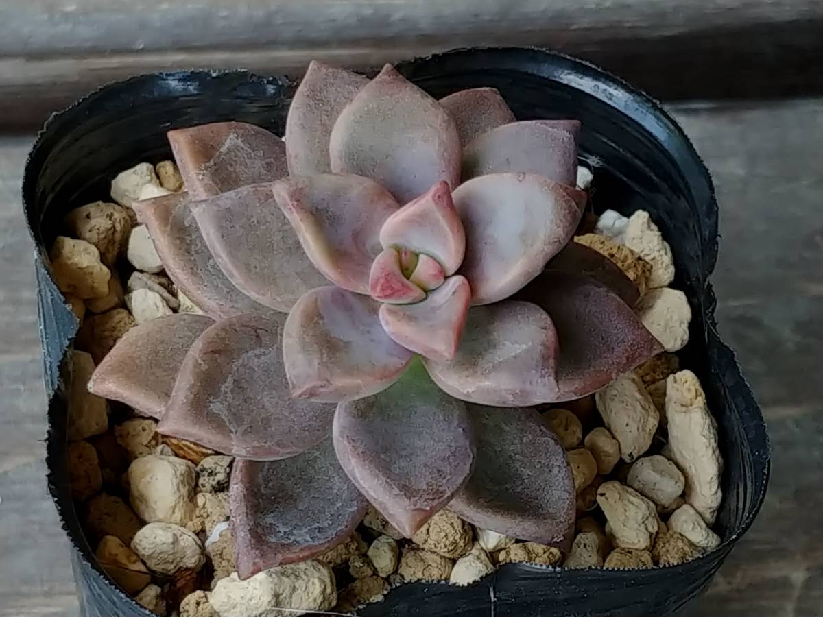 多肉植物 グラプトペタルム ピーチ姫 ブロンズ姫錦 サボテン 売買されたオークション情報 Yahooの商品情報をアーカイブ公開 オークファン Aucfan Com