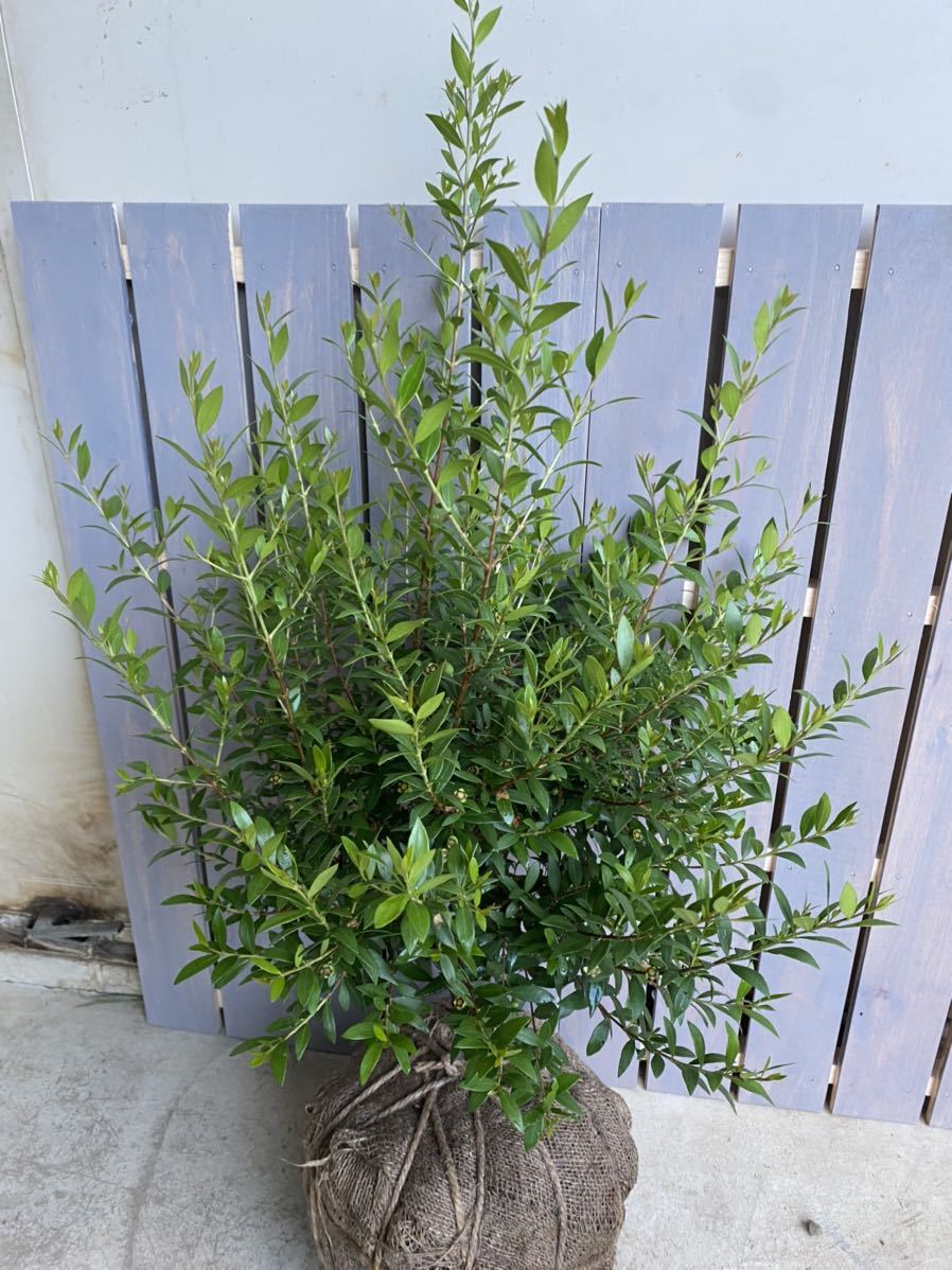 ギンバイカ マートル 単木 0 9m 露地栽培 掘り取り 植木 庭木 売買されたオークション情報 Yahooの商品情報をアーカイブ公開 オークファン Aucfan Com