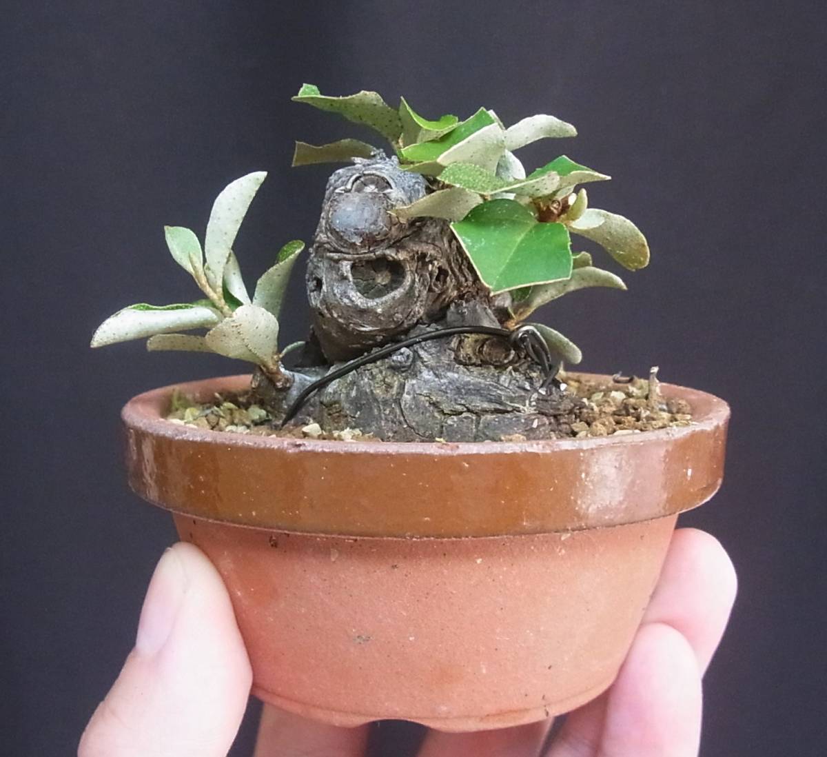 グミ 盆栽 特選4 グミ 茱萸 ミニ 小品盆栽 樹高5cm 圧巻の超極太 念