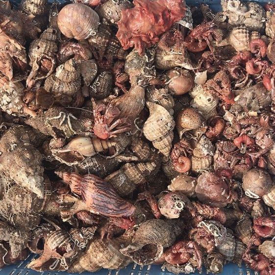 ヤドカリ冷凍 フリーサイズ 40個 釣り餌 冷凍餌 売買されたオークション情報 Yahooの商品情報をアーカイブ公開 オークファン Aucfan Com