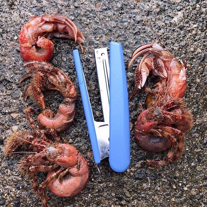 ヤドカリ冷凍 フリーサイズ 40個 釣り餌 冷凍餌 売買されたオークション情報 Yahooの商品情報をアーカイブ公開 オークファン Aucfan Com