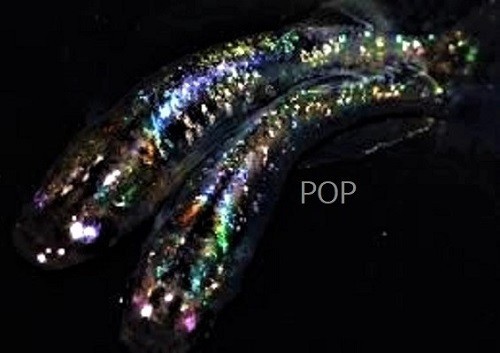 夢 P 生体 スーパー魔王改 光メダカの稚魚 ２０匹 A めだか 売買されたオークション情報 Yahooの商品情報をアーカイブ公開 オークファン Aucfan Com