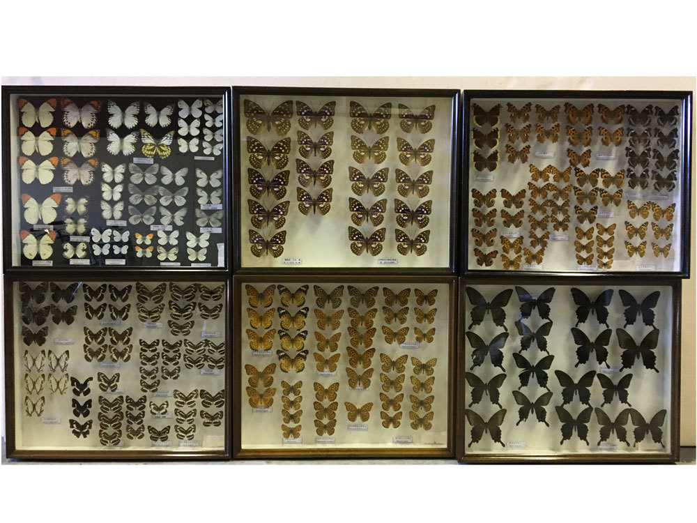 蝶標本⑤　昆虫標本　6箱セット　ドイツ箱　ツマベニチョウ　シロチョウ　オオムラサキ　タテハチョウ　アゲハチョウなど　台湾産含む