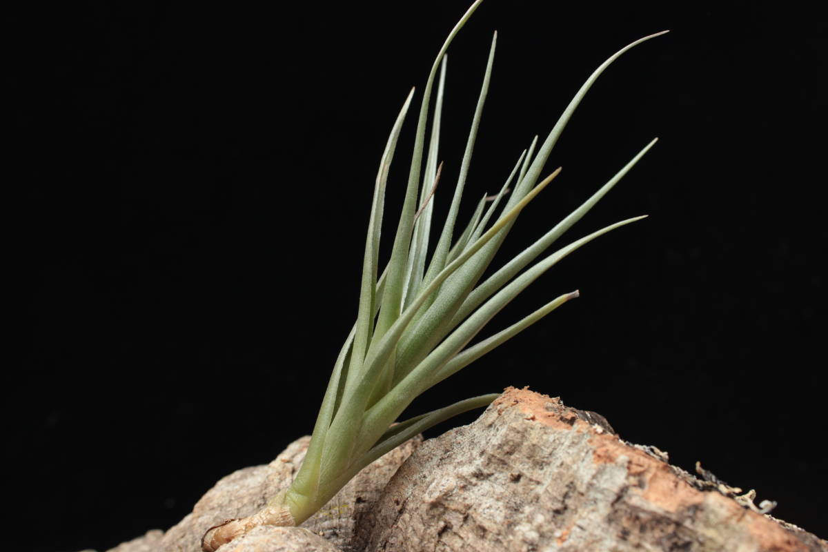 ミスティックエアー（Tillandsia 'Mystic Air)チランジア ブロメリア