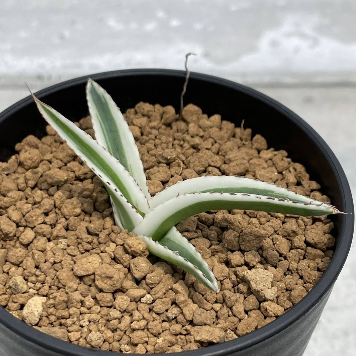 氷山 Agave 🌿 - victoriae-reginae「笹の雪 半野特白」 白覆輪の美 (笹