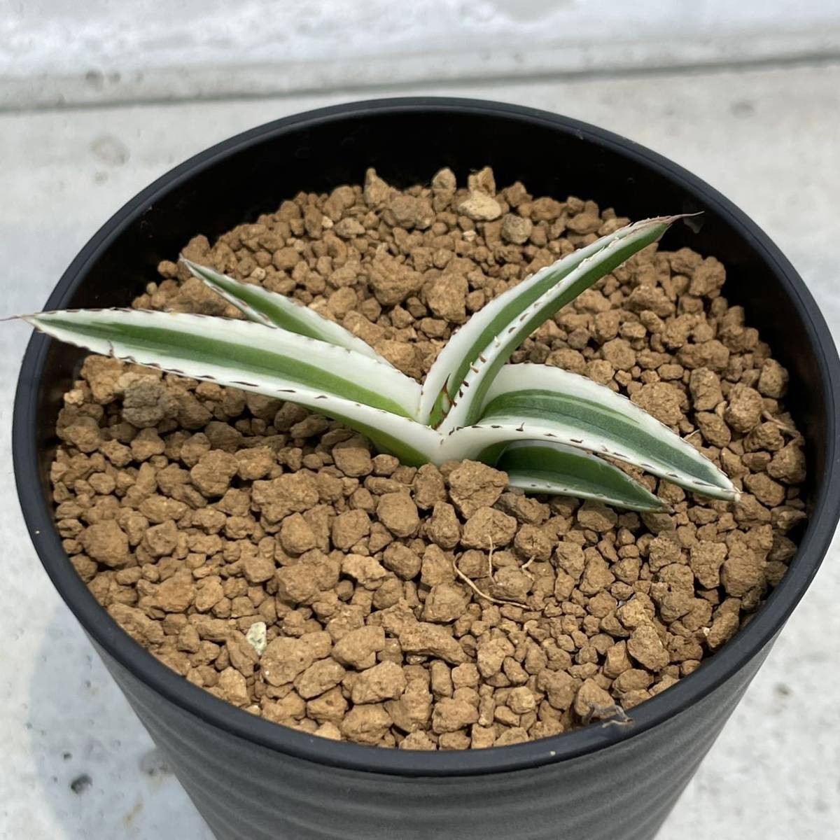 氷山 Agave ? - victoriae-reginae「笹の雪 半野特白」 白覆輪の美 (笹