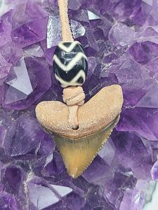 メガロドン 化石のヤフオク の相場 価格を見る ヤフオク のメガロドン 化石のオークション売買情報は14件が掲載されています