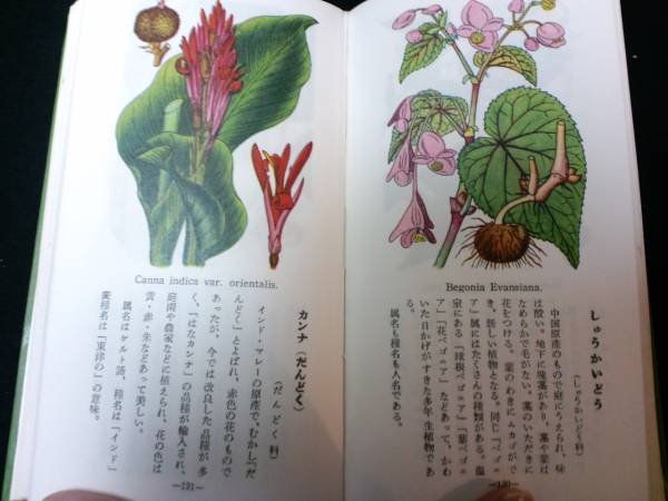 彩色イラスト多数 牧野富太郎 原色少年植物図鑑 昭和28 野草 植物 売買されたオークション情報 Yahooの商品情報をアーカイブ公開 オークファン Aucfan Com