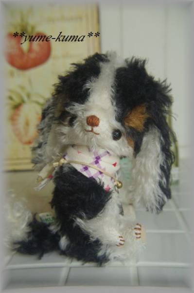 **yume-kuma**ハンドメイド＊トライカラーのキャバリアchan*no62_3