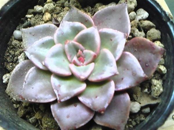 多肉植物 タキタス ベラ 根少な目 タキベリア サボテン 売買されたオークション情報 Yahooの商品情報をアーカイブ公開 オークファン Aucfan Com